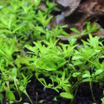 植栽から8日目　パールグラス